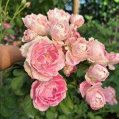 Pink flowers with green leaves in the background