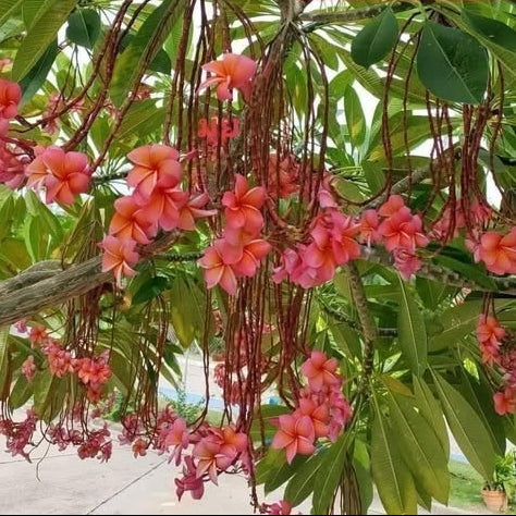 Pink flowers hanging from a tree with green leaves