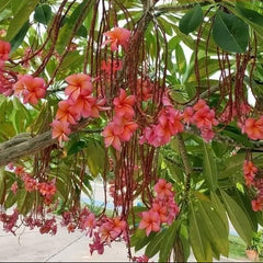 Pink flowers hanging from a tree with green leaves
