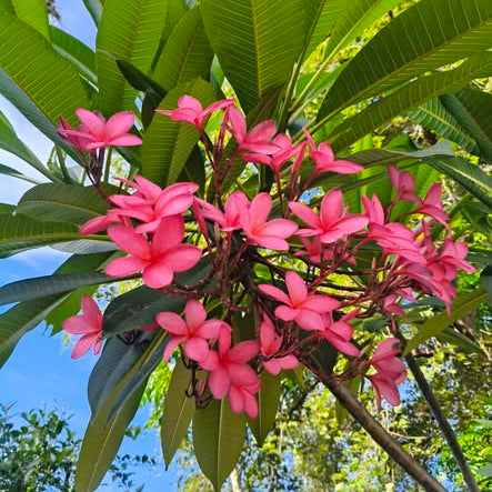 Pink flowers with green leaves against a blue sky