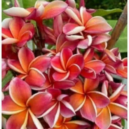Close-up of red and pink frangipani flowers with green leaves.