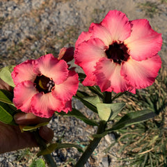 15 Adenium Obesum Desert Rose Flower Seeds Varieties Name Pony