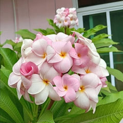 Cupid arrow pink flowers with green leaves in the background