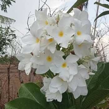 White flowers with green leaves in a natural setting