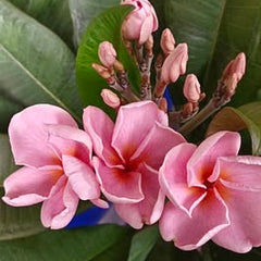Pink flowers with green leaves on a blurred background