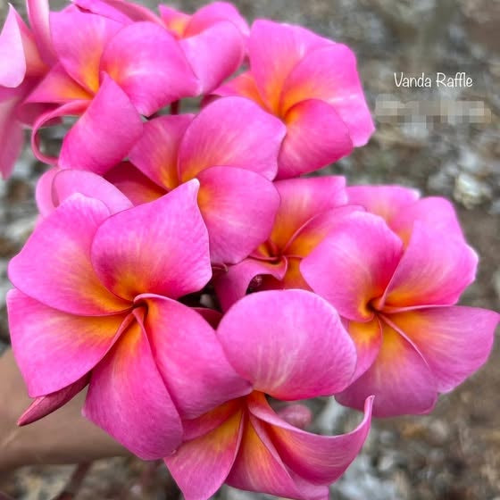 Close-up of vibrant pink flowers with a blurred natural background