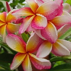 Hand holding a cluster of pink and yellow flowers with green leaves in the background