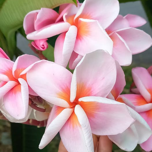 Close-up of pink and white flowers with a blurred green background