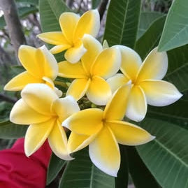 Yellow and white flowers with green leaves on a blurred background