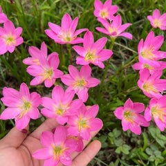 Pink flowers held by a hand with green grass in the background