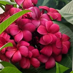 Close-up of bright pink flowers with green leaves
