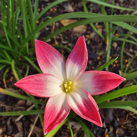 Pink and white flower with 'Z. Red Panda' text on a natural background