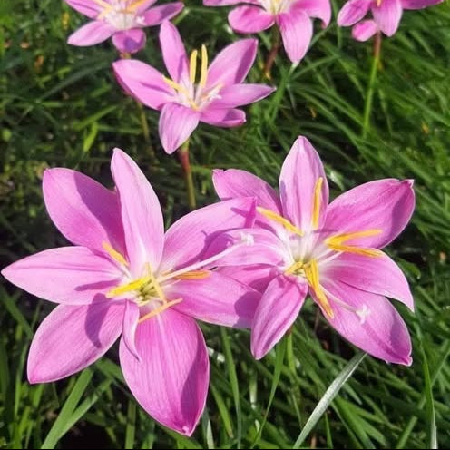 Pink flowers with yellow centers on a green background