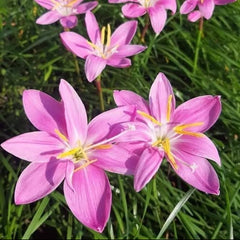 Pink flowers with yellow centers on a green background