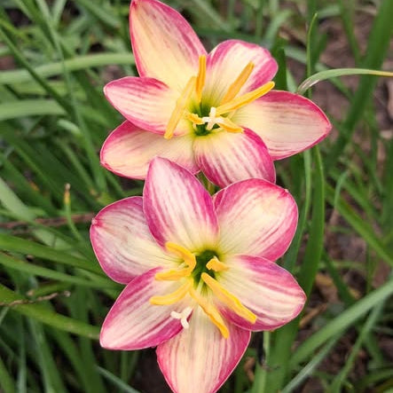 Two pink and white flowers with yellow centers on a green grass background