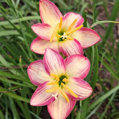 Two pink and white flowers with yellow centers on a green grass background