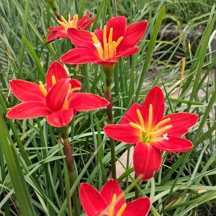 Red flowers with yellow centers in a garden setting