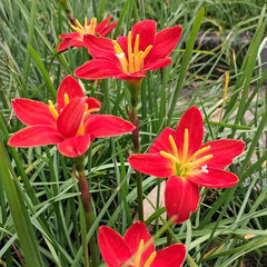 Red flowers with yellow centers in a garden setting