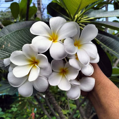 20 Thai Plumeria Frangipani Flower Seeds Varieties Name Thai Khaw Poung