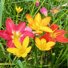 Colorful flowers with green grass in the background