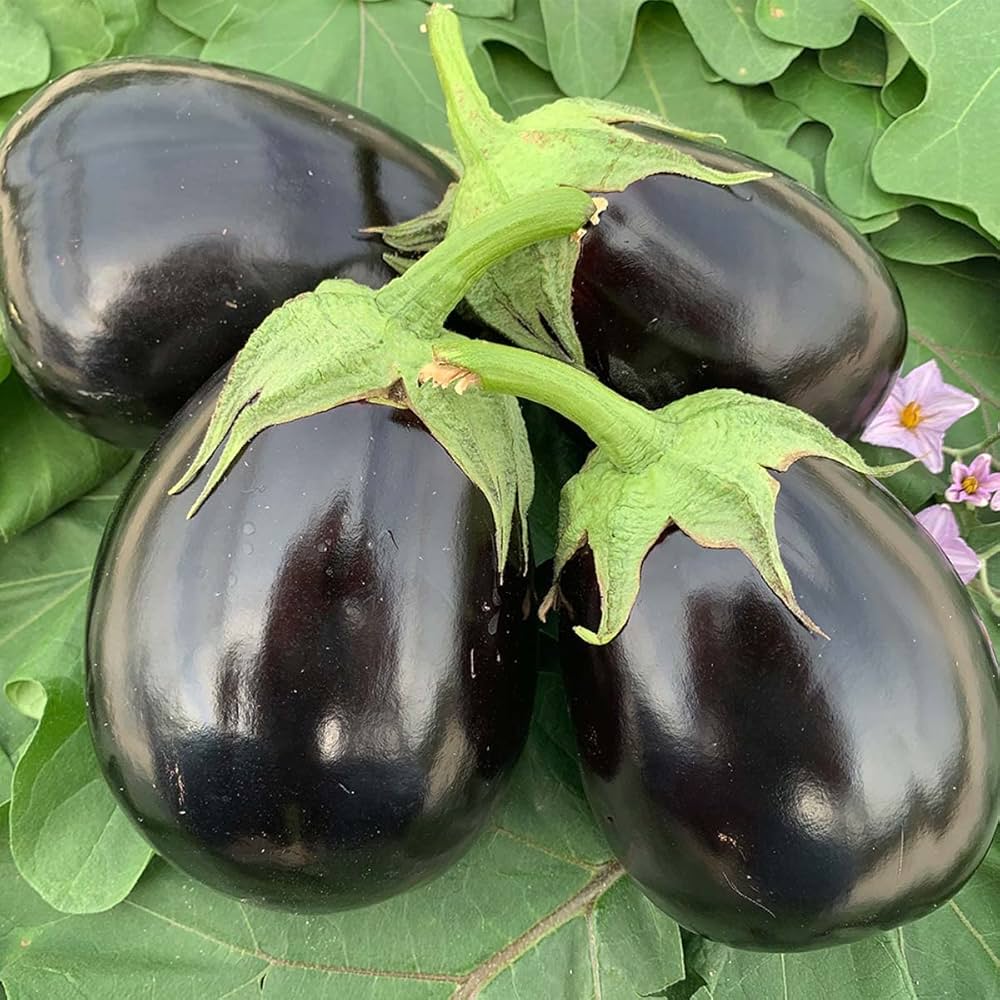 300 Black Long Vazhuthana Brinjal Eggplant Purple Vegetable Seeds
