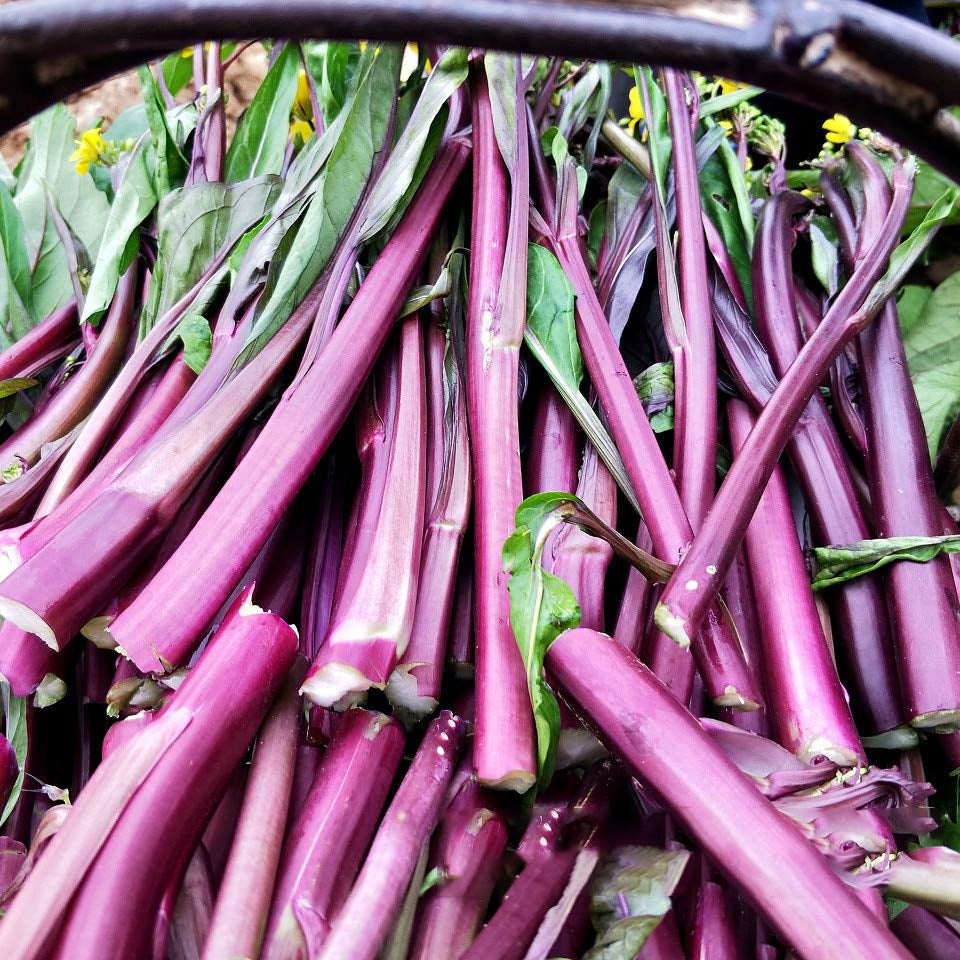 300 Chinese Purple Kale Seeds