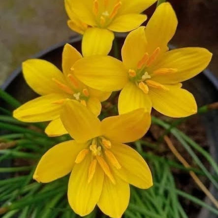 Close-up of bright yellow flowers with green leaves.