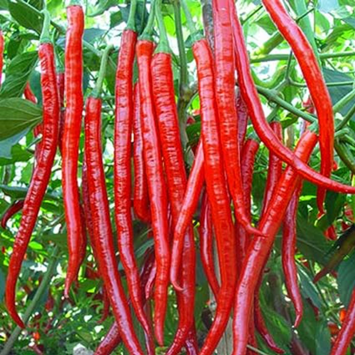 100 Ghost Long Pepper Heirloom Seeds (Vegetable Potted Plants)