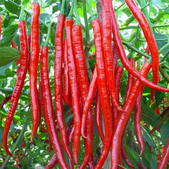 100 Ghost Long Pepper Heirloom Seeds (Vegetable Potted Plants)