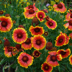 100 Goblin Blanket Grandiflora Seeds Perennial Flowers Annual Seeds