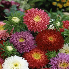 100 Aster Powder Puff Flower Mix Seeds