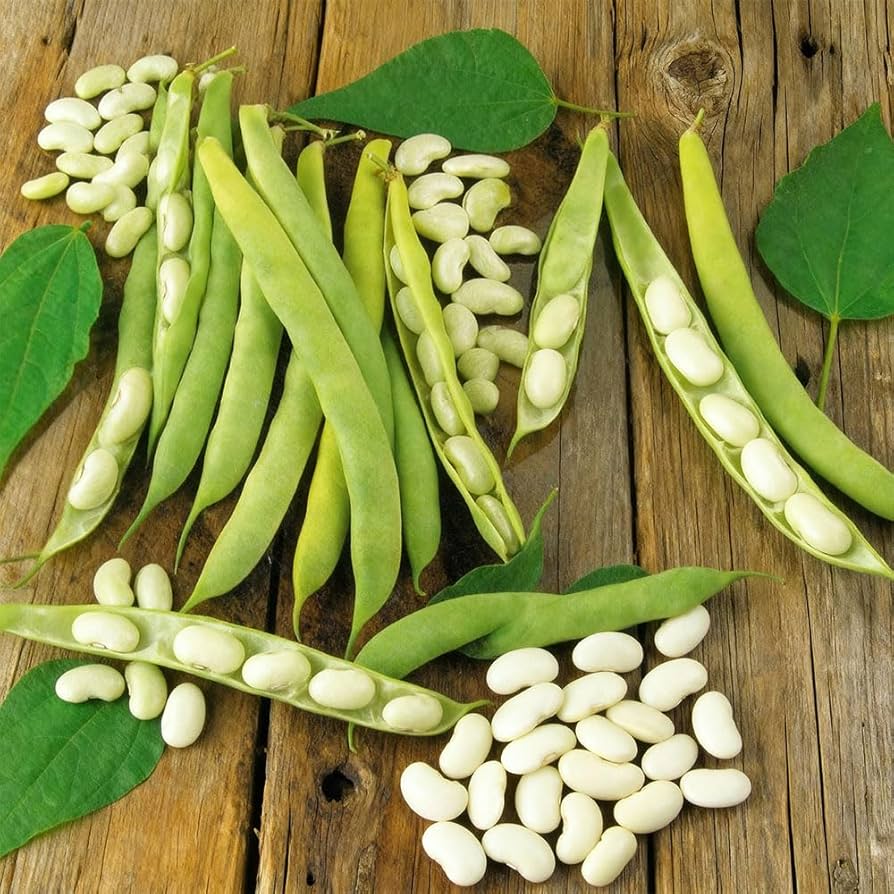 50 Green Dwarf French Beans White Bean Seeds