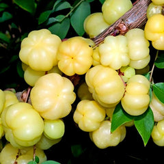 35 Star Gooseberry Otaheite Gooseberry Phyllanthus Acidus Seeds