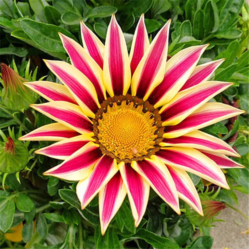 200 Gazania Semilla Chrysanthemum Flower Seeds