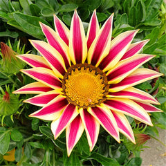 200 Gazania Semilla Chrysanthemum Flower Seeds