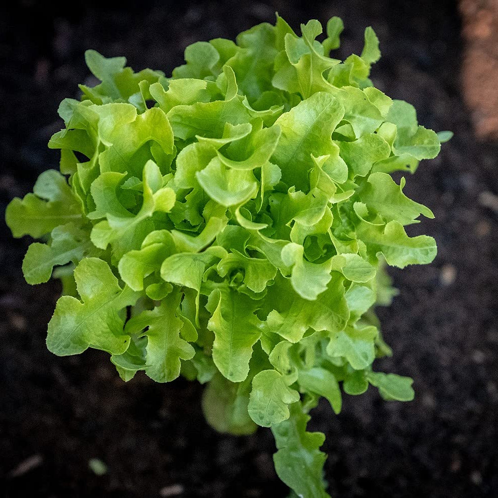Green leafy plant growing in soil