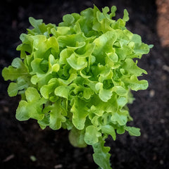 Green leafy plant growing in soil