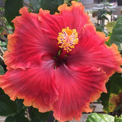Close-up of a vibrant red and orange flower with green leaves in the background