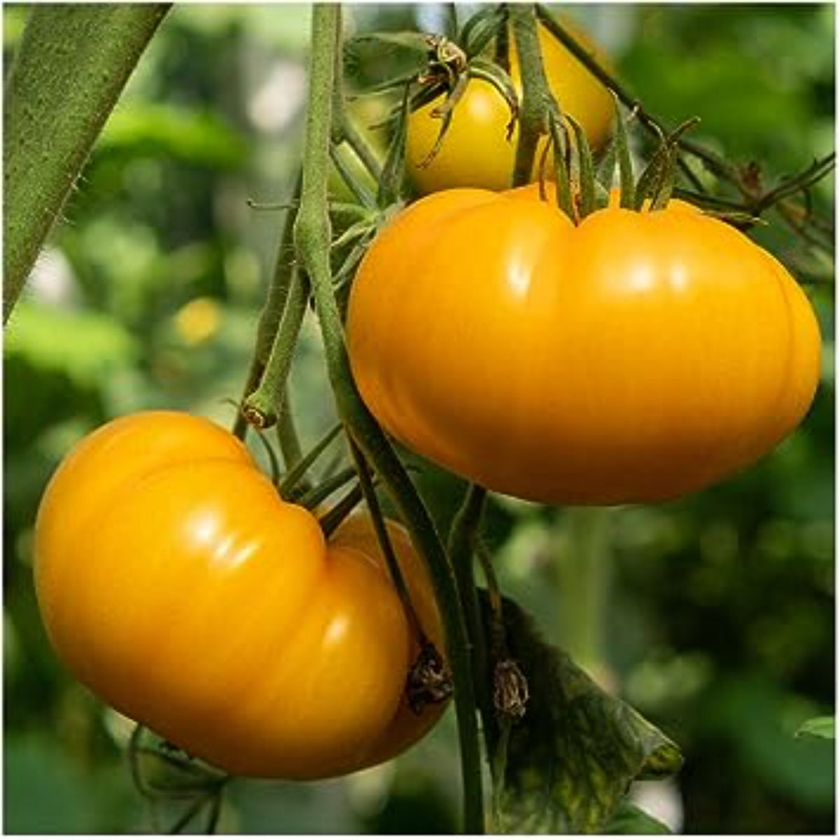 100 Gold Organic Yellow Beefsteak Heirloom Tomato Heirloom Seeds (Vegetable Potted Plants)