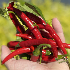 100 Szechwan Sichuan Chinese Chili Pepper Seeds