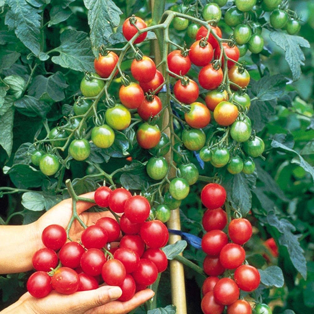 100 Hybrid Italian Red Cherry Tomato Non-gmo Vegetables Seeds