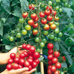 100 Hybrid Italian Red Cherry Tomato Non-gmo Vegetables Seeds