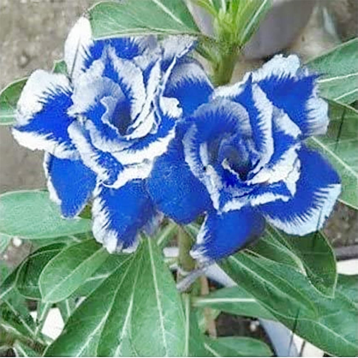 15 Blue Star Adenium Obesum Double layer Desert Rose Seeds