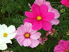 100 Mixed Sensation Cosmos flower Seeds (Flower Plants)