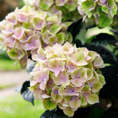50 Rembrandt Bella Pesche Hydrangea Hardy Perennial Flowers Seeds