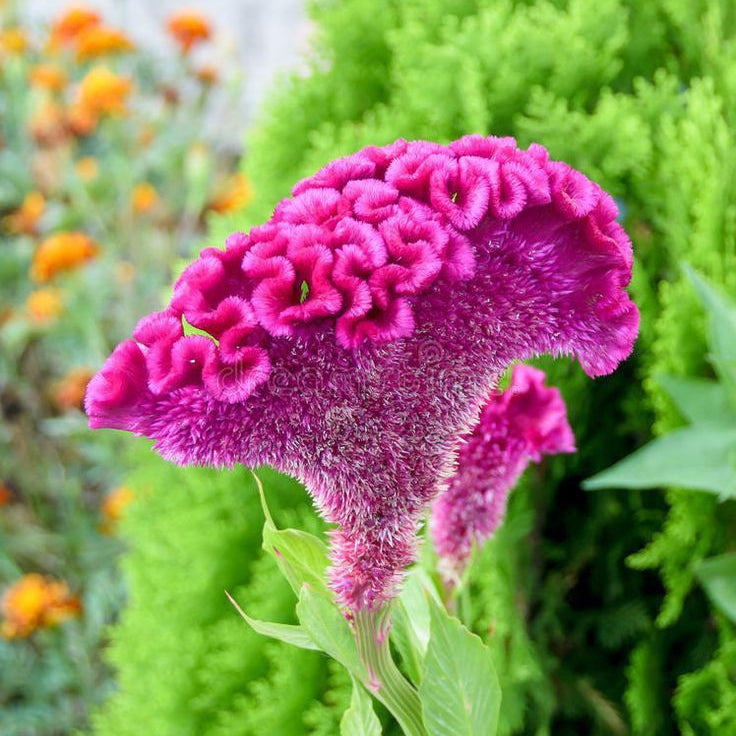Close-up of a pink cockscomb flower with green foliage in the background