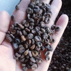20 Stephania Erecta Craib Seeds