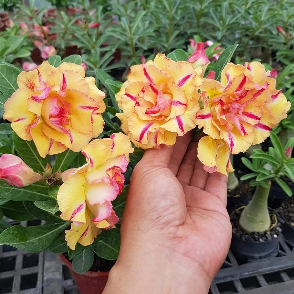 15 Thai Sangmanee Yellow Adenium Obesum Double layer Desert Rose Seeds