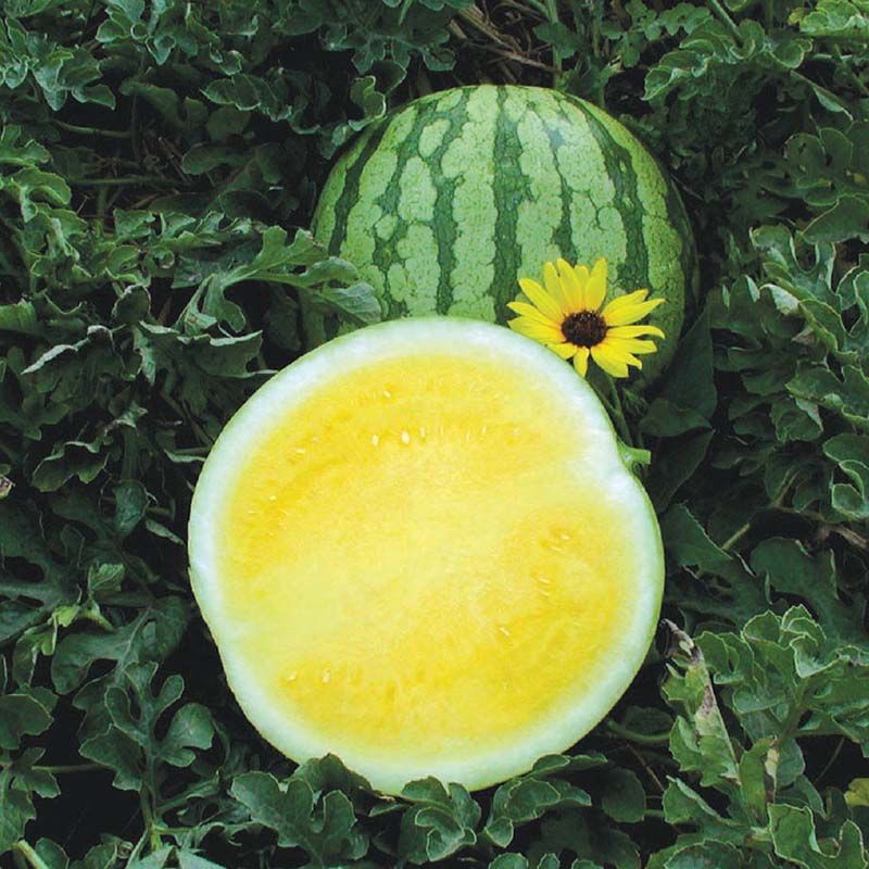 50 Yellow Buttercup F1 Watermelon Seedless Seeds