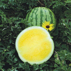 50 Yellow Buttercup F1 Watermelon Seedless Seeds